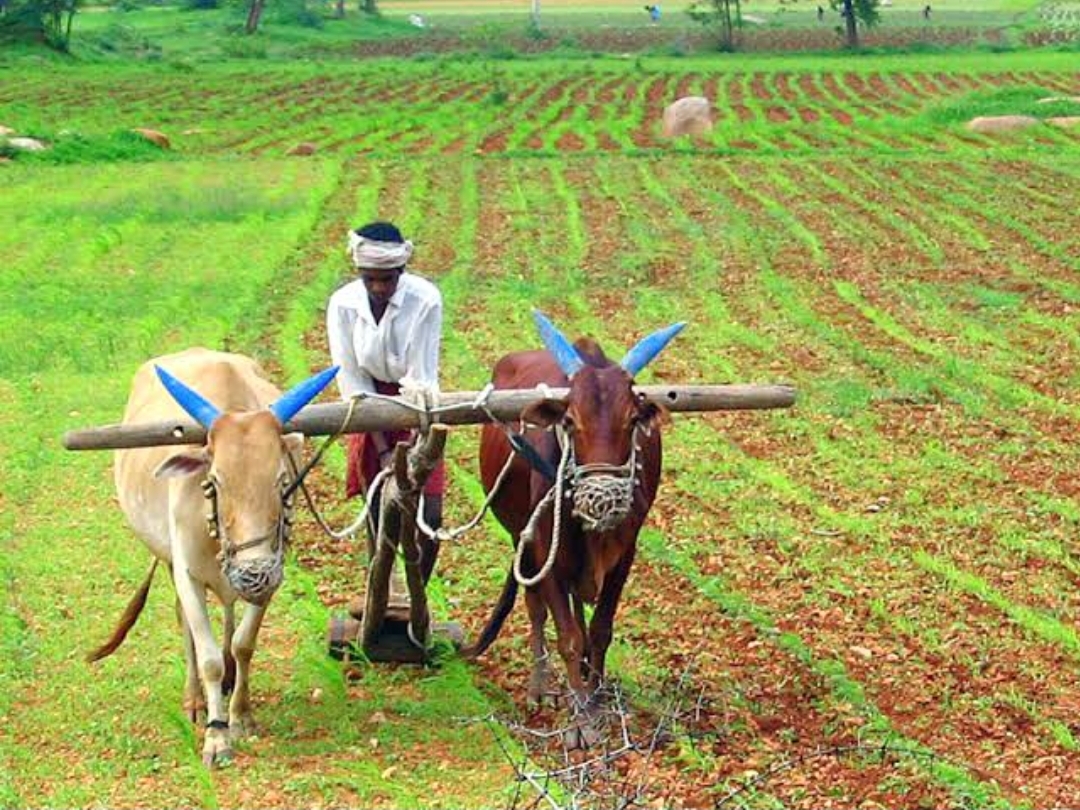 सोयगाव तालुक्याची पैसेवारी ४५ टक्के