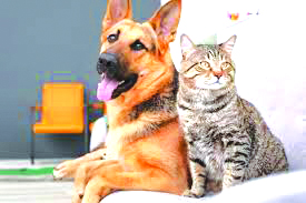 मृत प्राण्यांसाठी आता गॅस दाहिनी