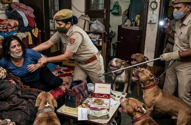 २ किलो सोनं, १५ हिंस्त्र कुत्रे, १५ गोल्ड लोन खाती; अंथरुणात लपलेल्या मोलकरणीचा पर्दाफाश