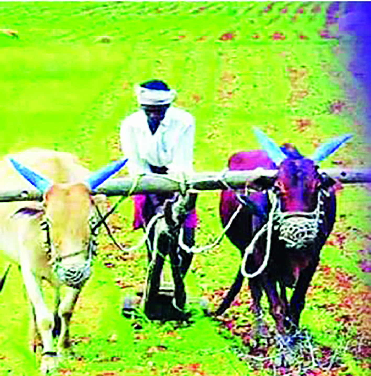 तीन जिल्ह्यात अतिवृष्टी, शेतकरी सुखावला...जालना, नांदेड, परभणीला झोडपले, २३३ मंडळात अतिवृष्टीची नोंद